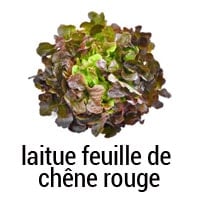 Laitue feuille de chêne rouge