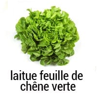 Laitue feuille de chêne verte