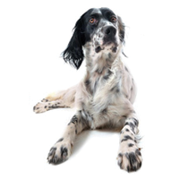 Jeu de Memory / Dogs - Chiens / 44 images / Enfants adultes