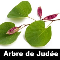 Jouez Au Memory Pour Seniors Feuilles Des Arbres En Ligne Et Gratuit Memozor