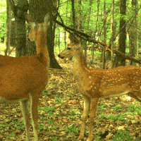 Matching game seniors - Nature animated GIFs - Online & Free