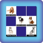 Dog breeds memory game - online and free