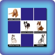 Dog breeds memory game - online and free