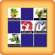 Jeu de memory pour séniors - feuilles des arbres - en ligne et gratuit
