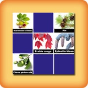 Jeu de memory pour séniors - feuilles des arbres - en ligne et gratuit