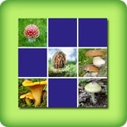 Memory game for adults - mushrooms - online and free