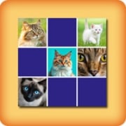 Matching game – Photos of Cats and Kittens – Online and Free