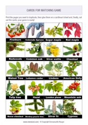 Free printable memory game for seniors - leaves of trees Free printable memory game for seniors - leaves of trees