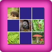Big Matching game  - forest