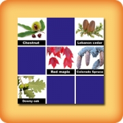 Memory game for seniors - leaves of trees - online and free