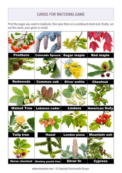 Printable matching game - Leaves of trees