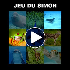 Jeu Simon avec des animaux