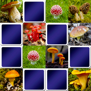 Jeu de memory pour adultes - Les champignons