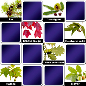 Jeu de memory pour séniors - feuilles des arbres - en ligne et gratuit Jeu de memory pour séniors - feuilles des arbres - en ligne et gratuit