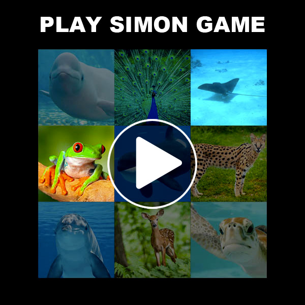 Play Simon game animals - Online and free game | Memozor